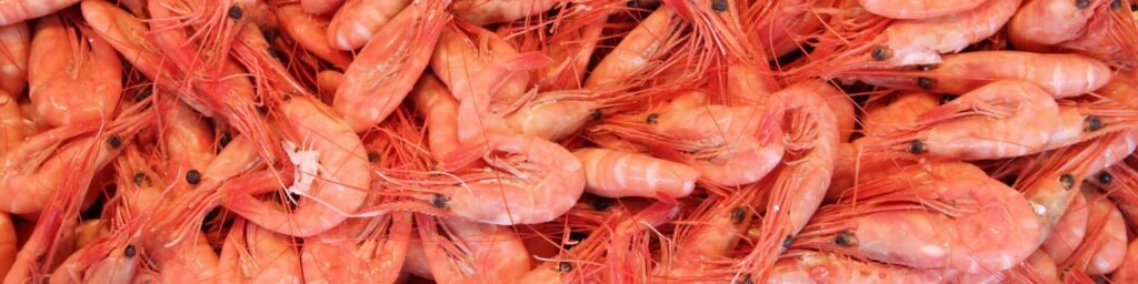 shrimp